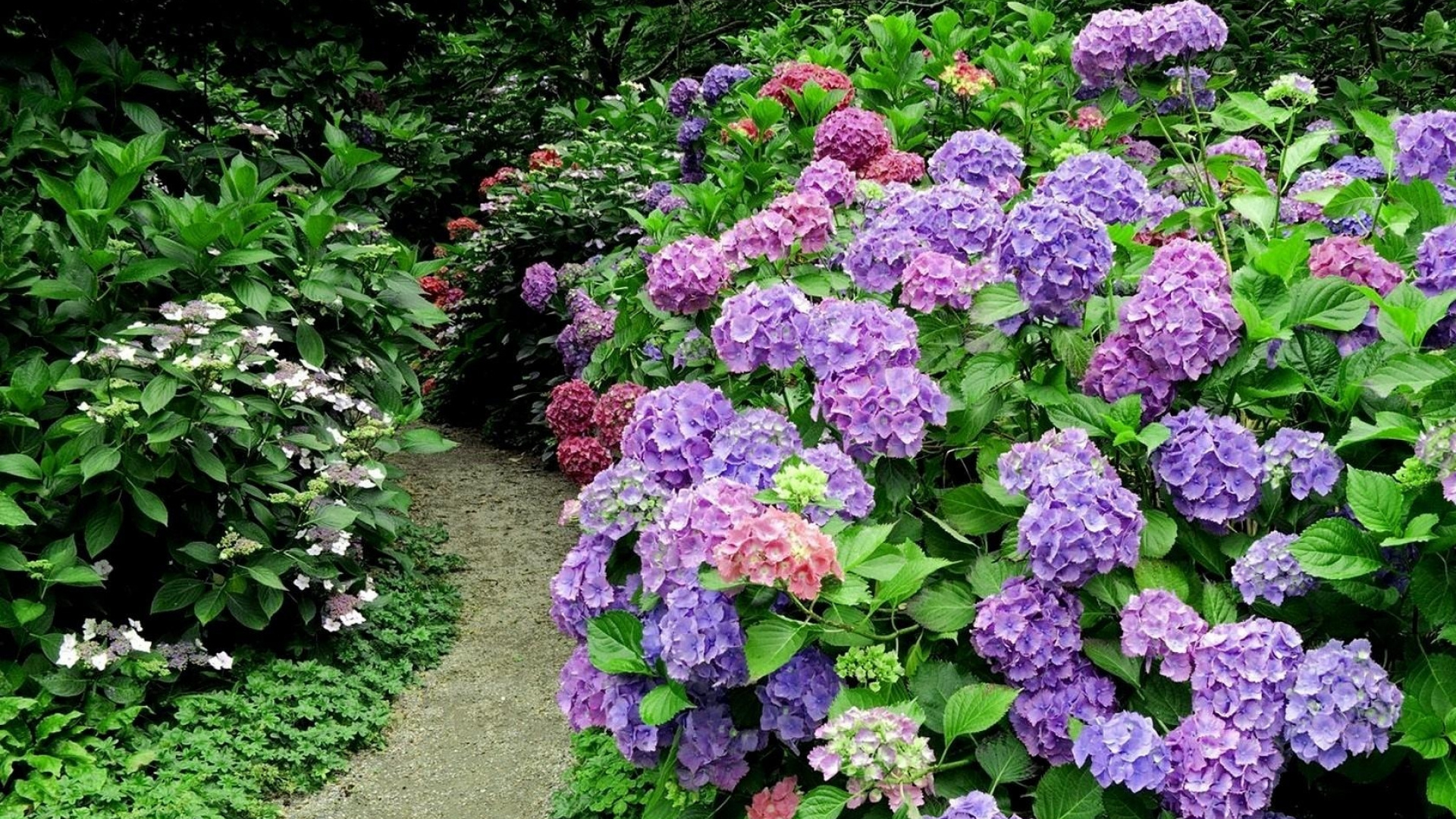 Flores Moradas Con Hojas Verdes. Wallpaper in 1920x1080 Resolution