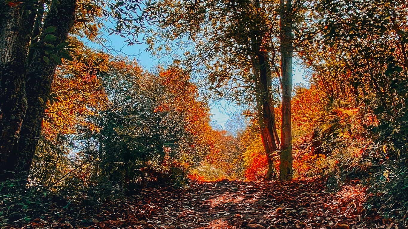 Nature, Branch, Deciduous, Natural Environment, Leaf. Wallpaper in 1366x768 Resolution