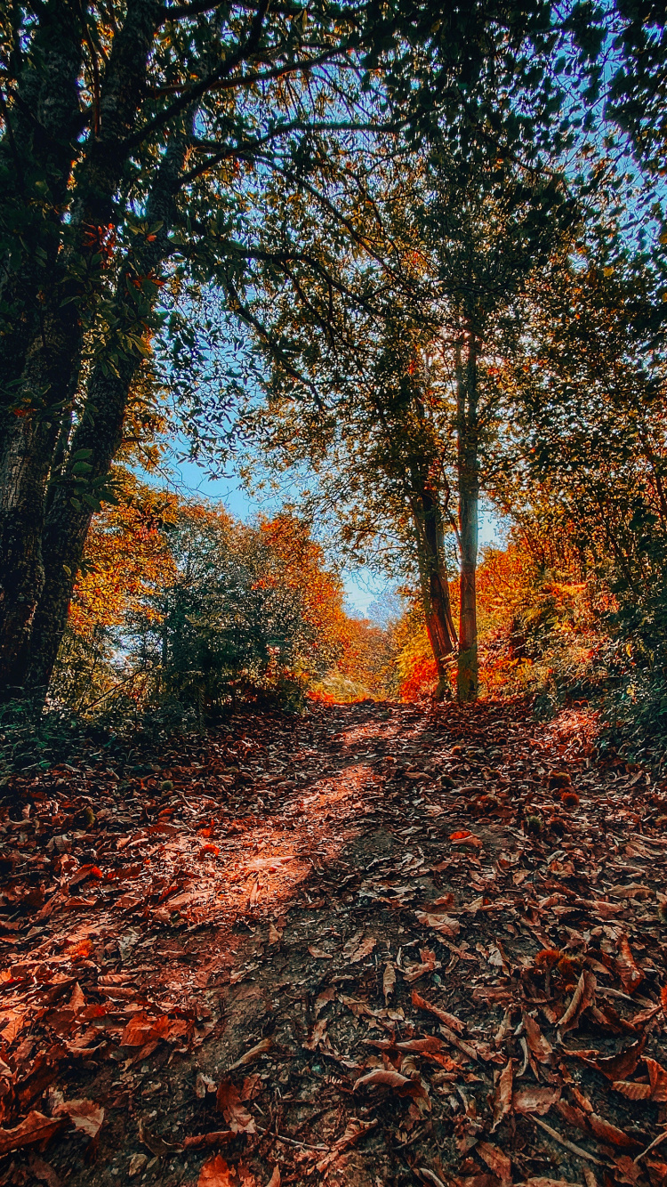 Nature, Feuilles Caduques, Environnement Naturel, Feuille, Paysage Naturel. Wallpaper in 750x1334 Resolution