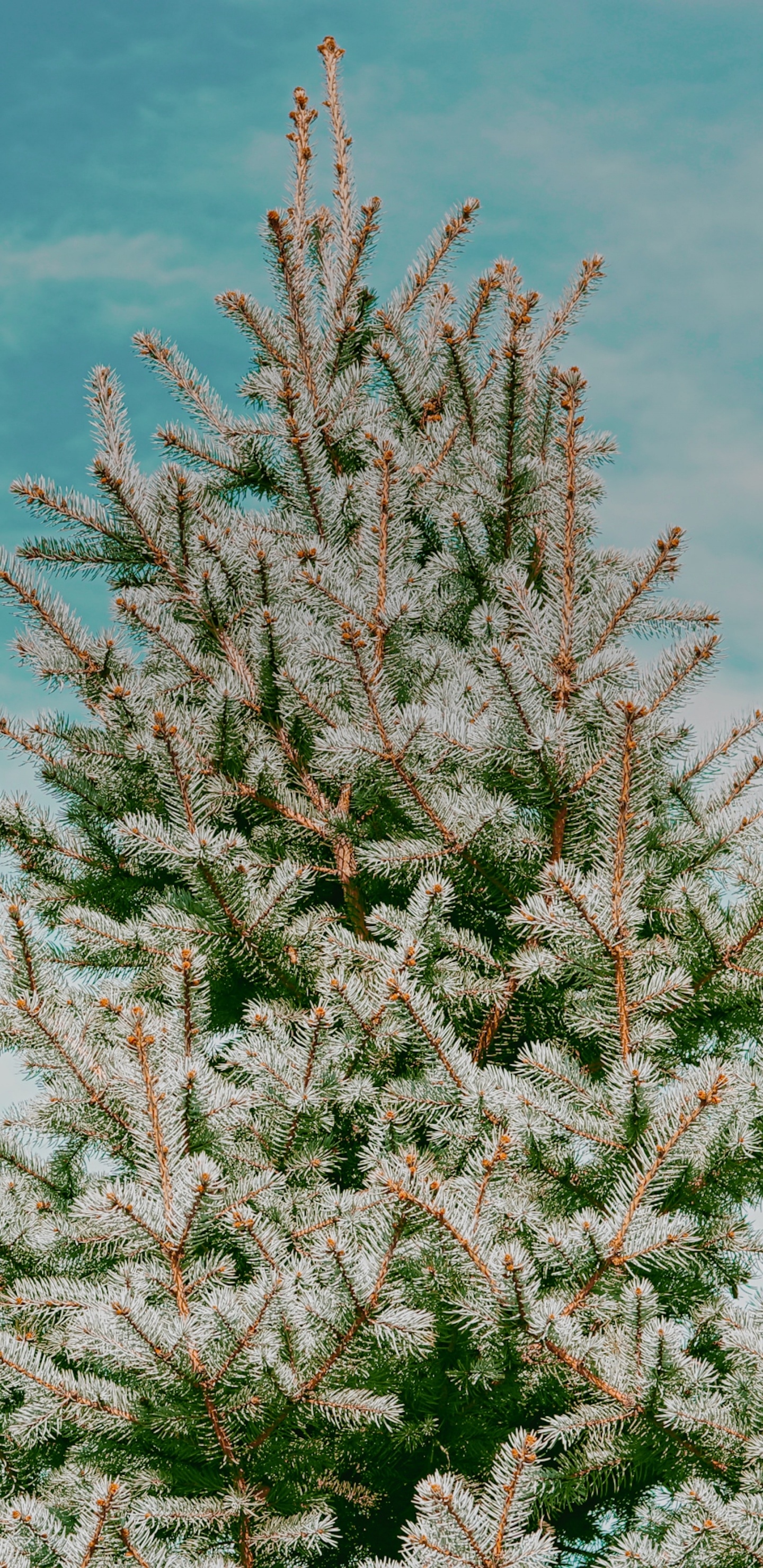 Planta Leñosa, Sucursal, Flores Silvestres, Propietario, Alquiler. Wallpaper in 1440x2960 Resolution