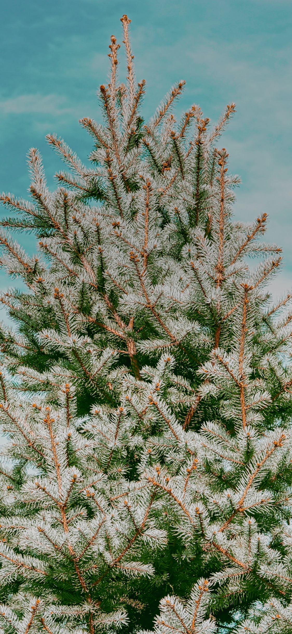 Spruce, Tree, Plant, Flower, Woody Plant. Wallpaper in 1125x2436 Resolution