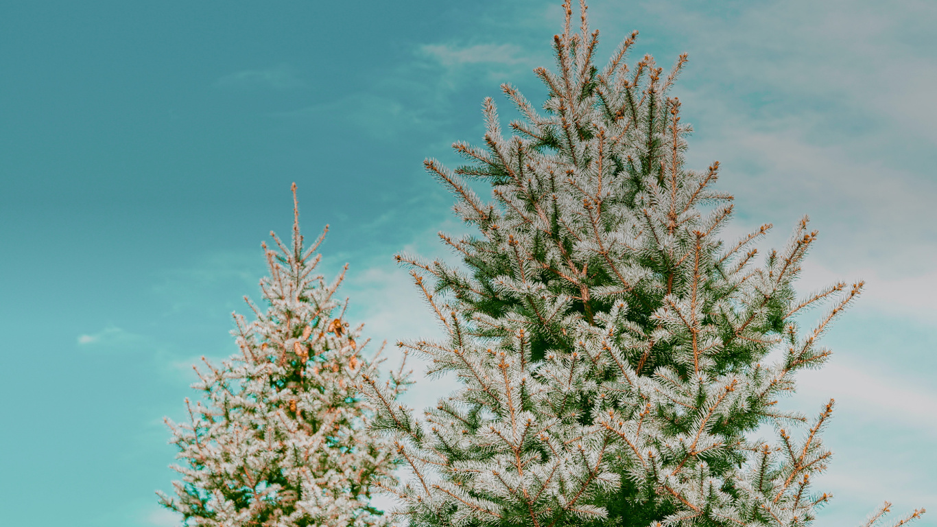 Spruce, Tree, Plant, Flower, Woody Plant. Wallpaper in 1366x768 Resolution