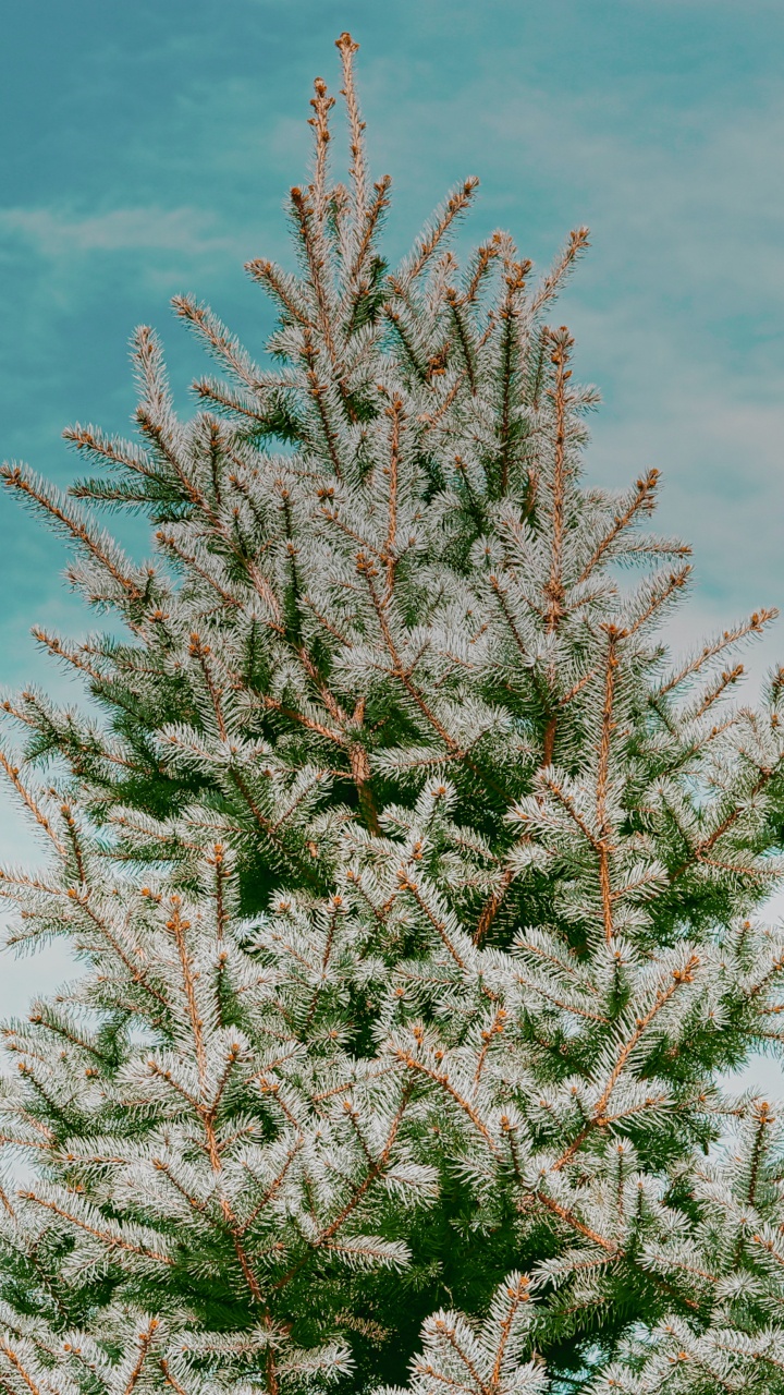 Spruce, Tree, Plant, Flower, Woody Plant. Wallpaper in 720x1280 Resolution