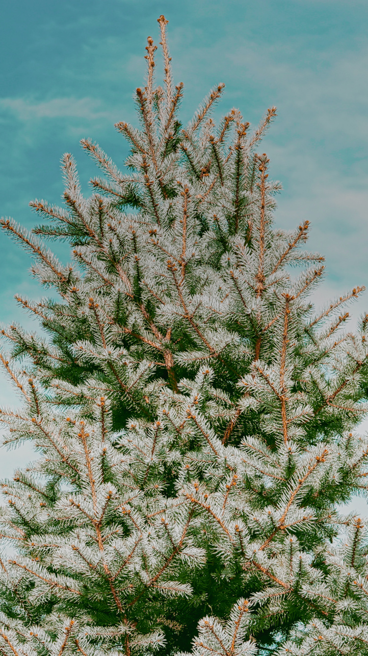 Spruce, Tree, Plant, Flower, Woody Plant. Wallpaper in 750x1334 Resolution