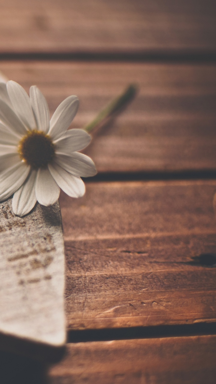 Cœur, Pétale, Amour, Dans Les Relations Interpersonnelles, Amitié. Wallpaper in 720x1280 Resolution