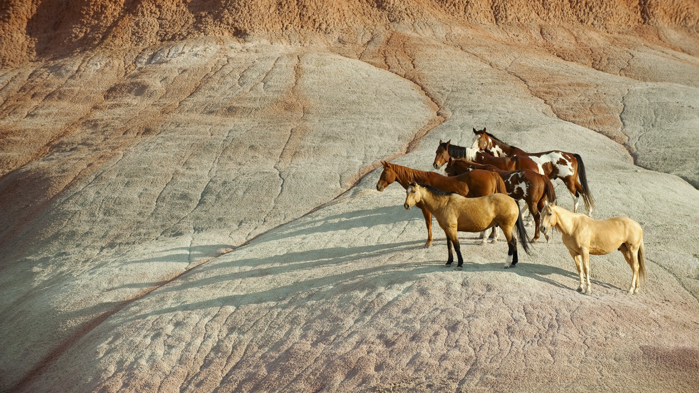 Troupeau de Chevaux Sur Champ Brun Pendant la Journée. Wallpaper in 1366x768 Resolution