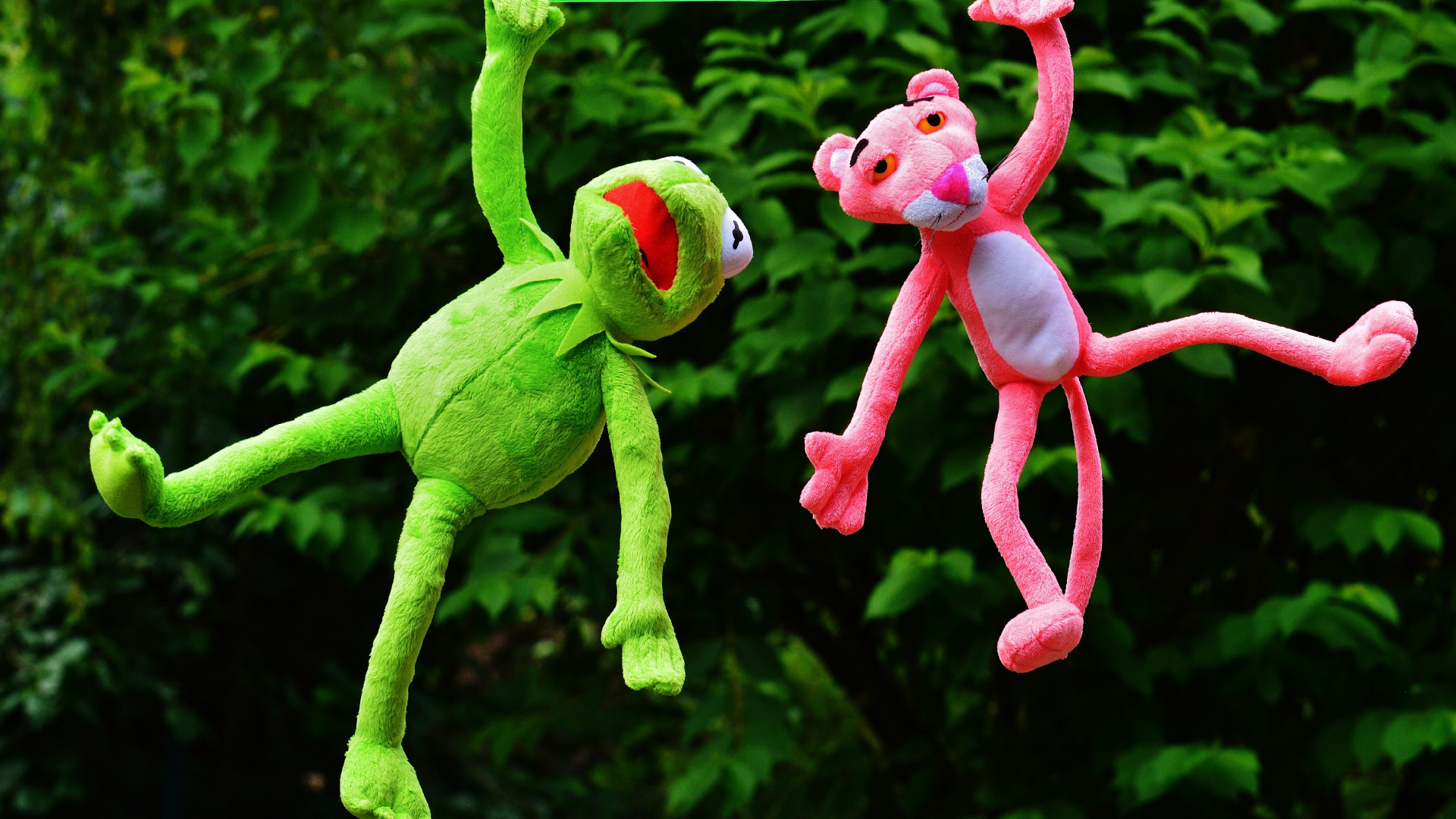Kermit et Panthère Rose, Kermit la Grenouille, Panthère, Plante Terrestre, Divertissement. Wallpaper in 1920x1080 Resolution