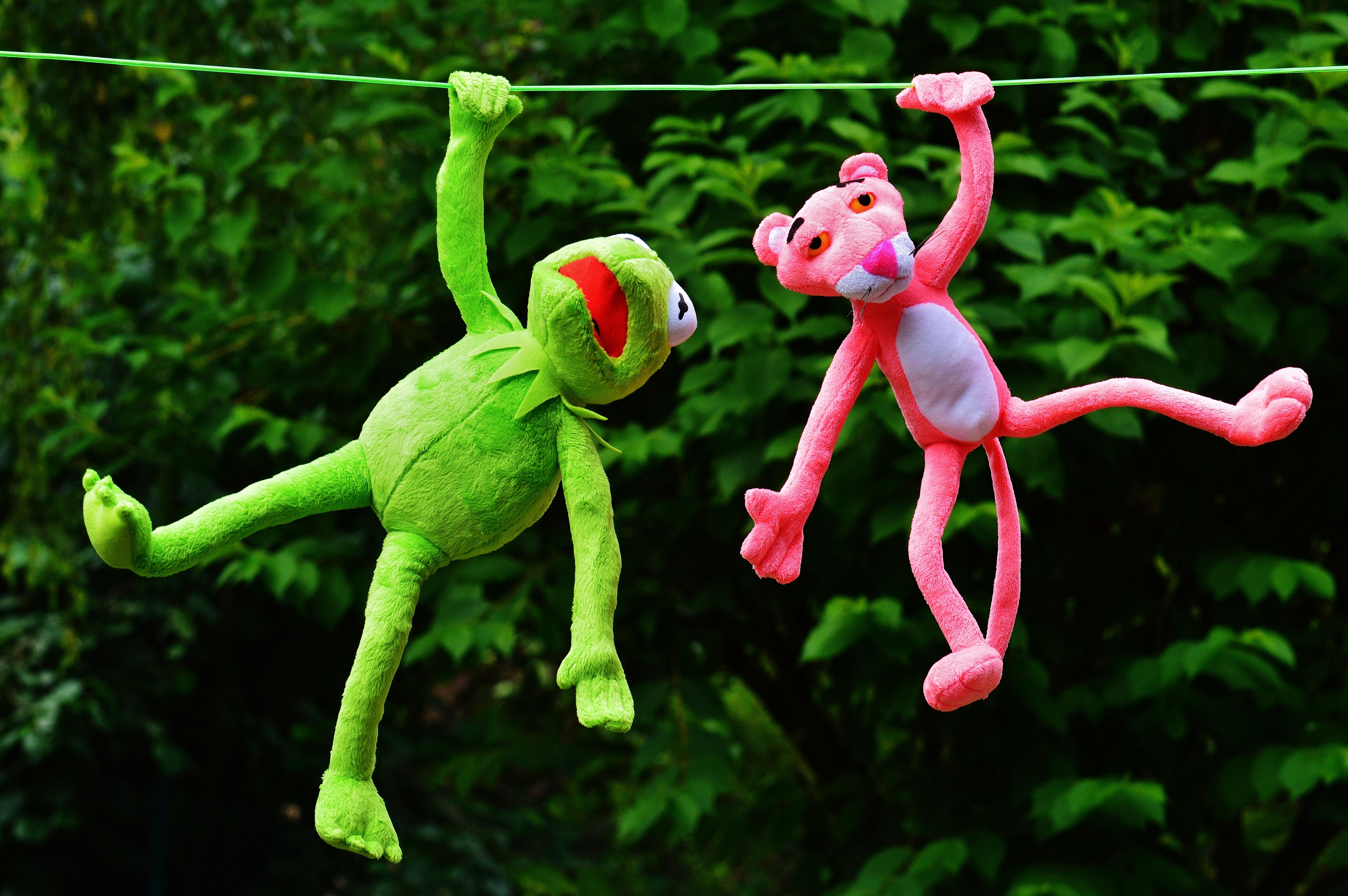 Fondos de Pantalla Kermit y Pantera Rosa, Kermit la Rana, la Pantera Rosa,  Planta Terrestre, Entretenimiento, Imágenes y Fotos Gratis