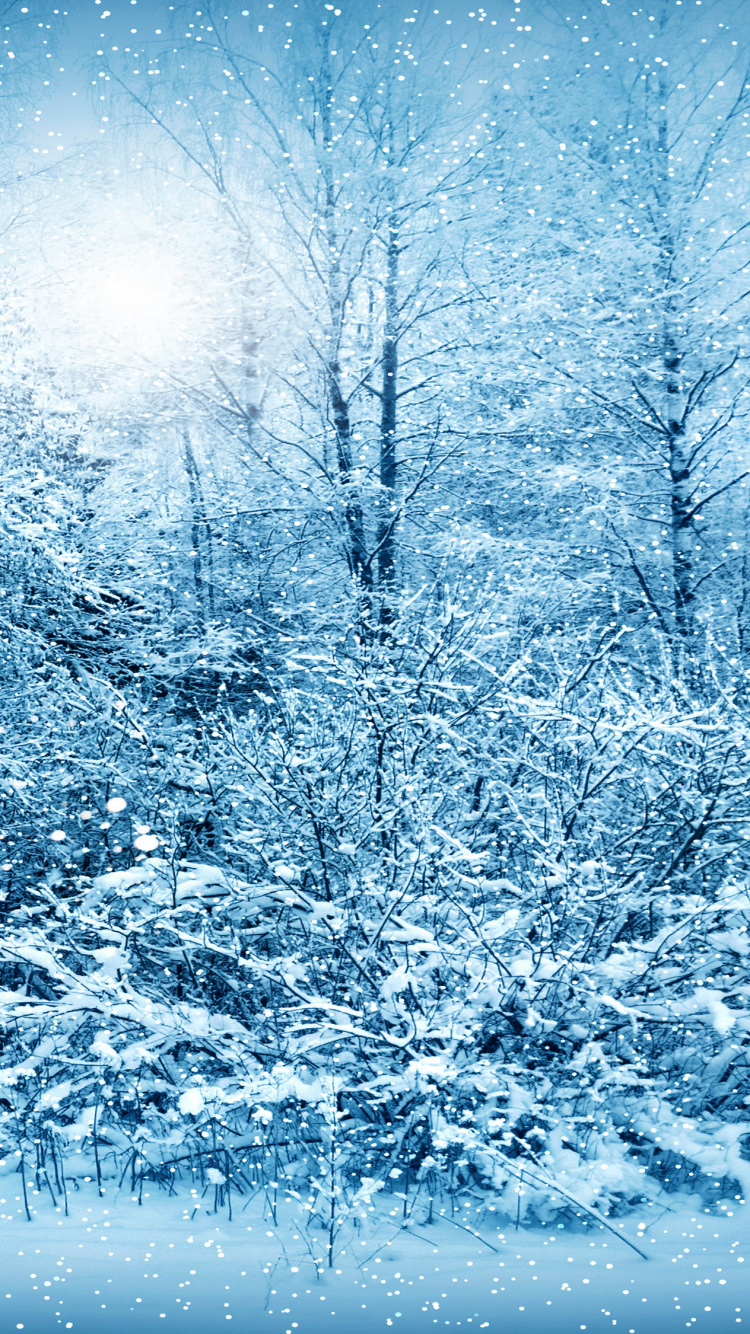 冬天, 冻结, 雪花, 生态系统, Fir 壁纸 750x1334 允许