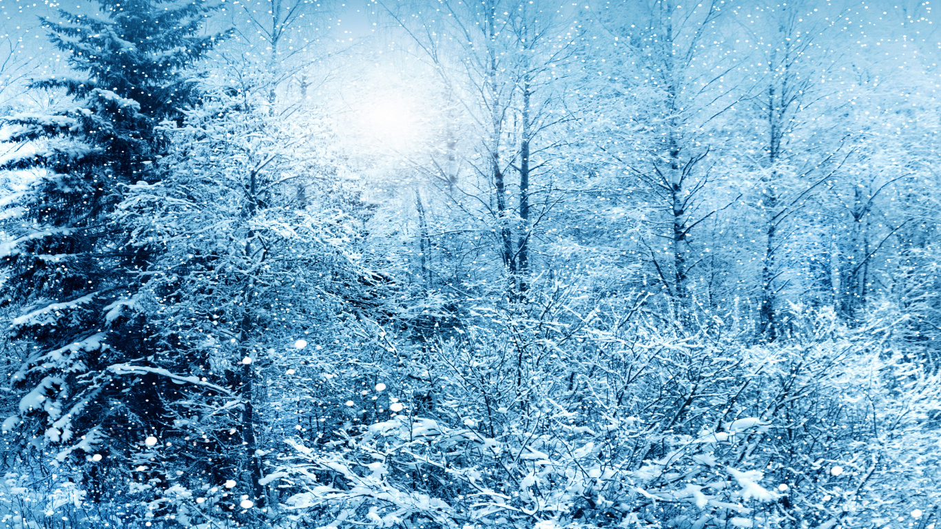 Arbres Couverts de Neige Pendant la Journée. Wallpaper in 1366x768 Resolution