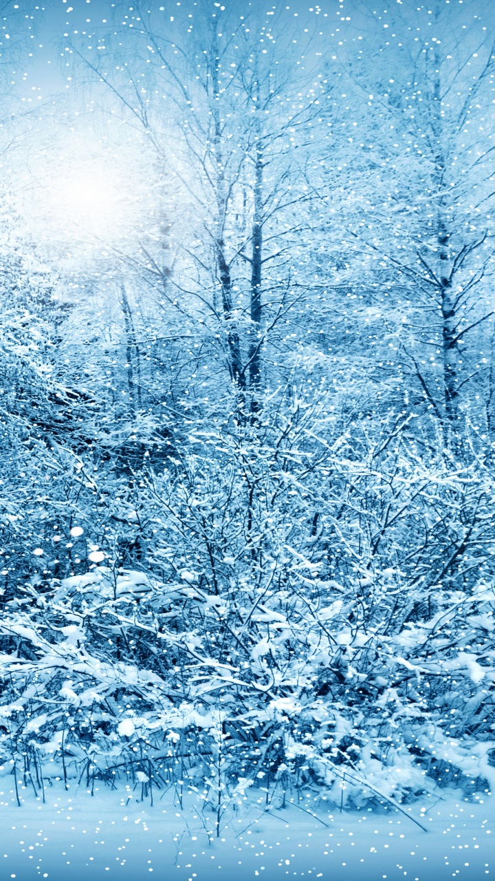 Árboles Cubiertos de Nieve Durante el Día. Wallpaper in 720x1280 Resolution