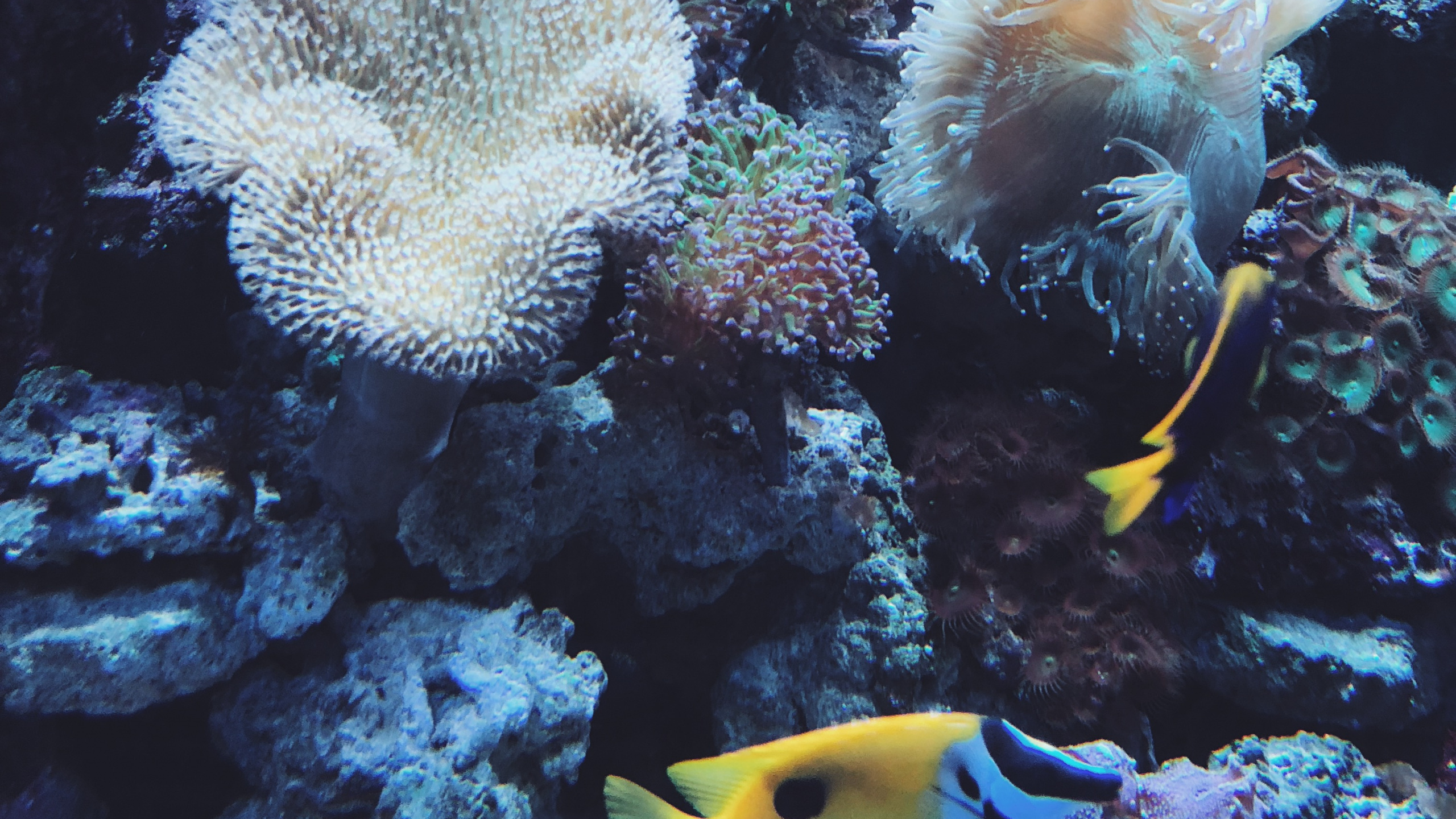Coral Reef, Coral Reef Fish, Cnidaria, Stony Corals, Marine Biology. Wallpaper in 2560x1440 Resolution