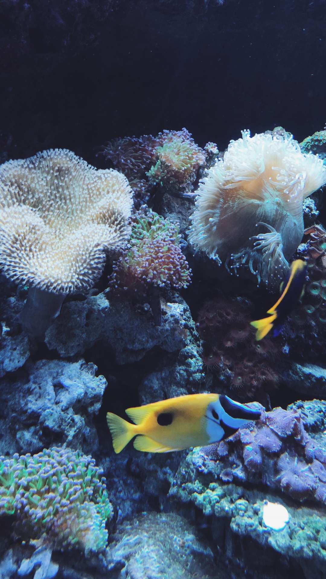 Korallenriff, Korallenriff-Fische, Cnidaria, Steinkorallen, Marine Biologie. Wallpaper in 1080x1920 Resolution