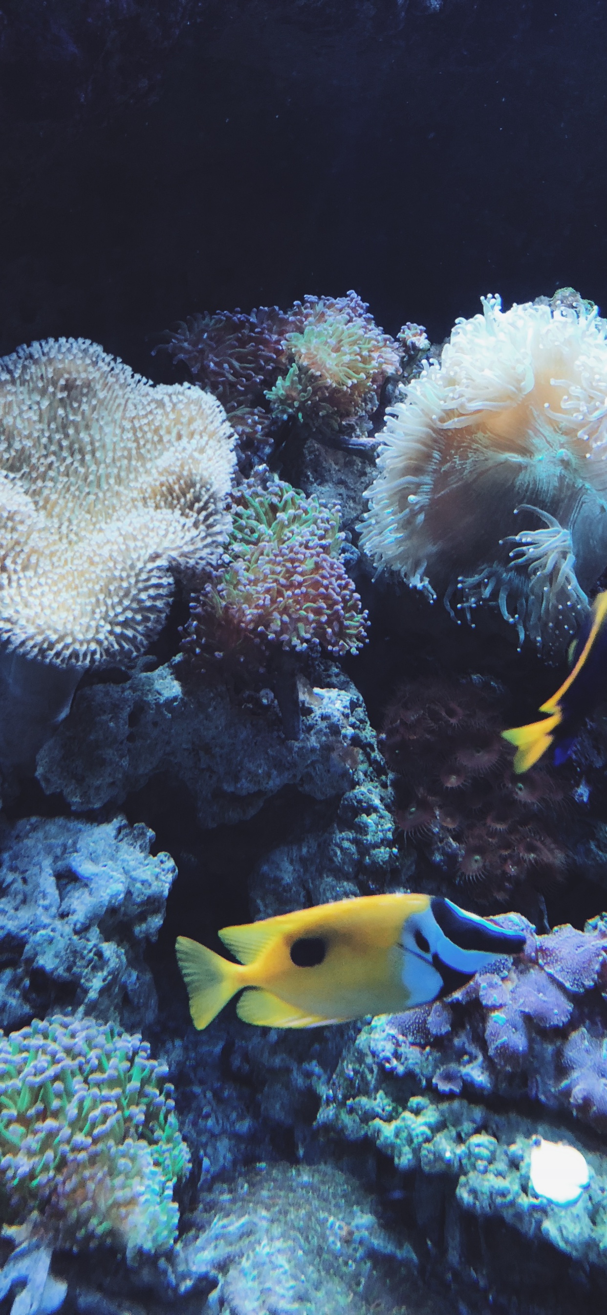 Korallenriff, Korallenriff-Fische, Cnidaria, Steinkorallen, Marine Biologie. Wallpaper in 1242x2688 Resolution