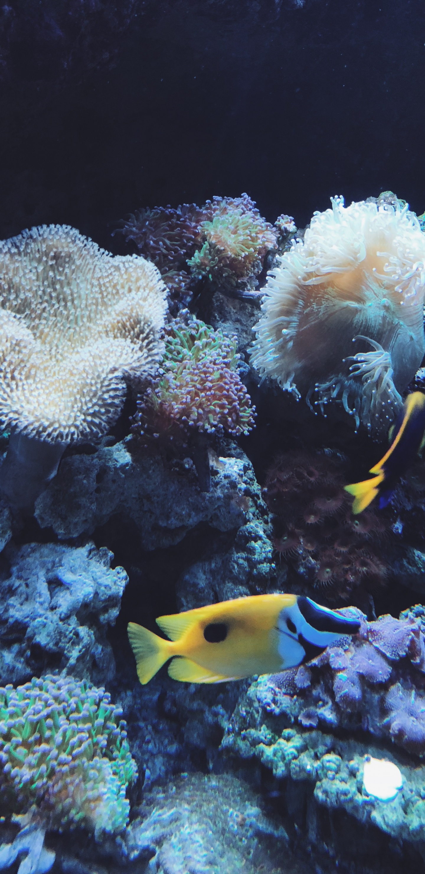 Korallenriff, Korallenriff-Fische, Cnidaria, Steinkorallen, Marine Biologie. Wallpaper in 1440x2960 Resolution