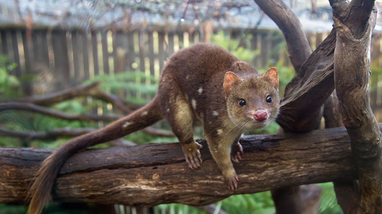 Brown Rodent on Brown Tree Branch During Daytime. Wallpaper in 1280x720 Resolution