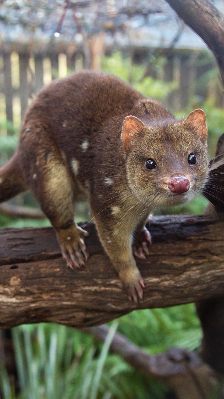 Brown Rodent on Brown Tree Branch During Daytime. Wallpaper in 750x1334 Resolution