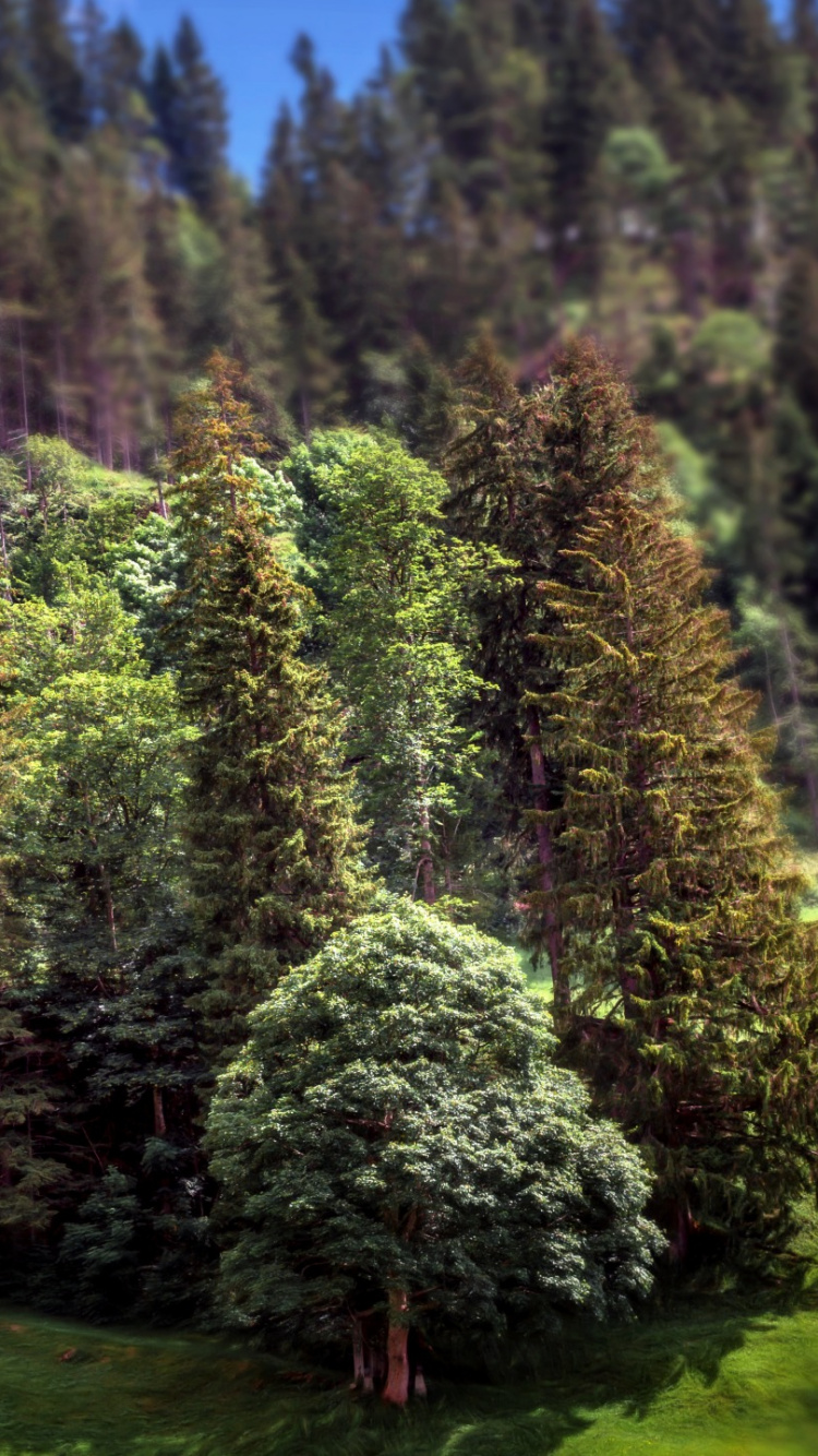 Green and Brown Trees on Green Grass Field During Daytime. Wallpaper in 750x1334 Resolution