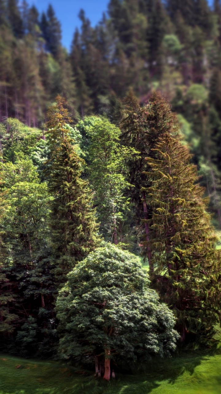 Arbres Verts et Bruns Sur Terrain D'herbe Verte Pendant la Journée. Wallpaper in 720x1280 Resolution