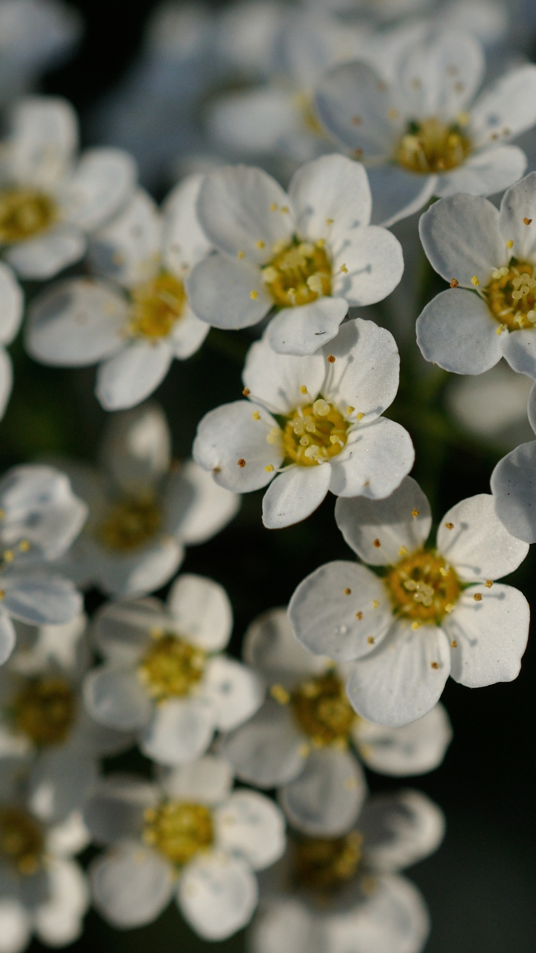 Flower, Yellow, Flowering Plant, White, Rose. Wallpaper in 1080x1920 Resolution