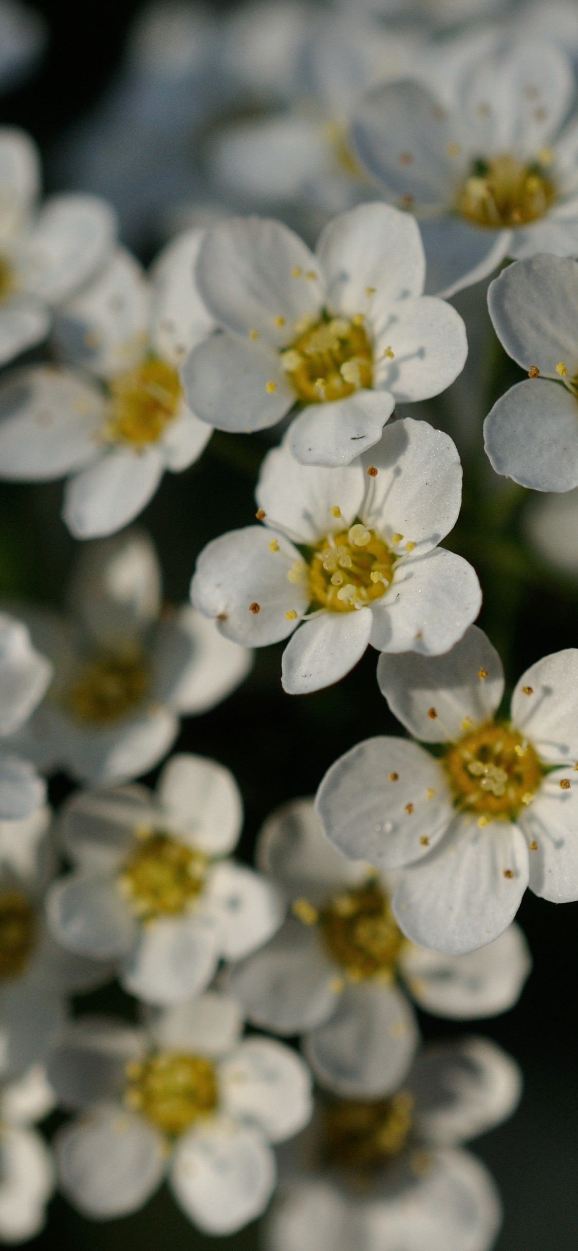 Flower, Yellow, Flowering Plant, White, Rose. Wallpaper in 1125x2436 Resolution