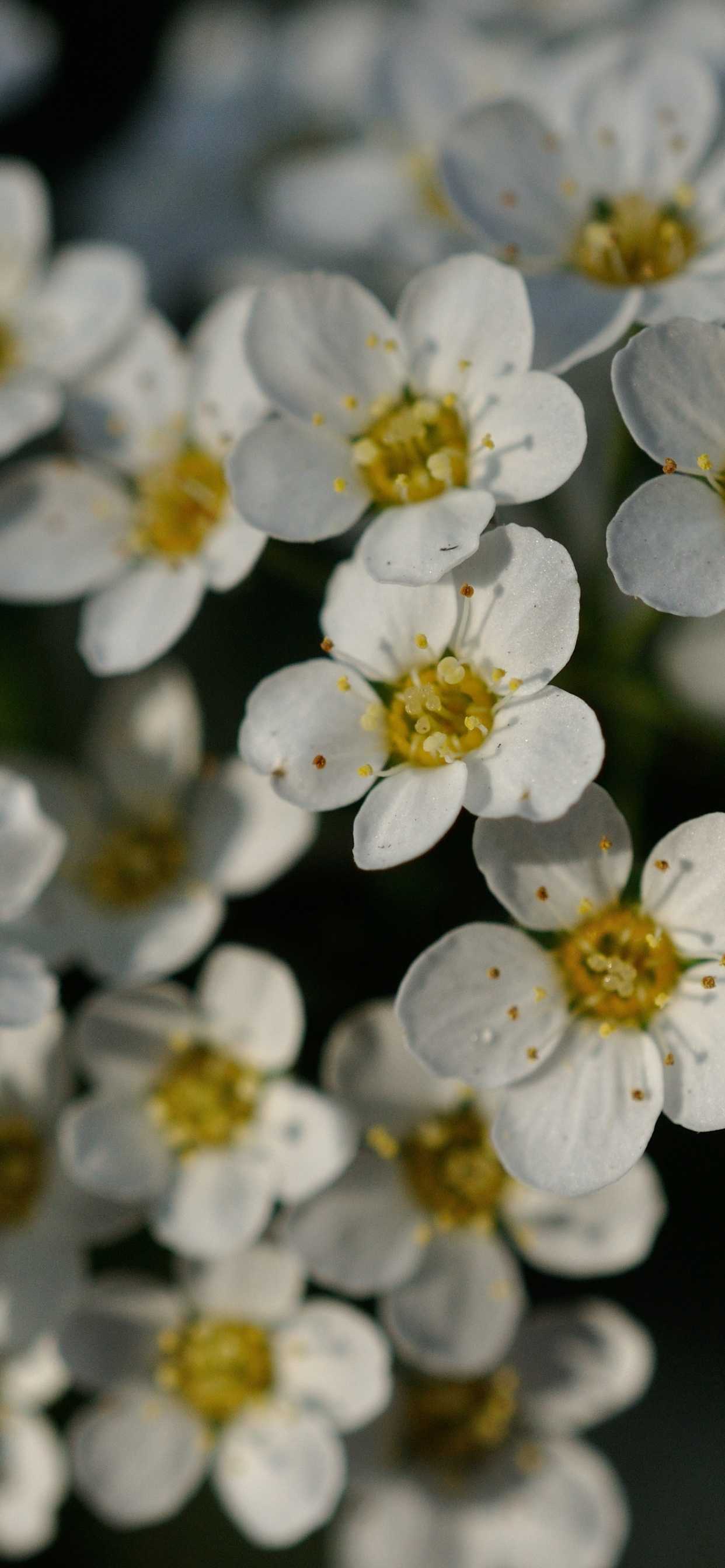 Jaune, la Floraison de la Plante, White, Roses, Smartphone. Wallpaper in 1242x2688 Resolution