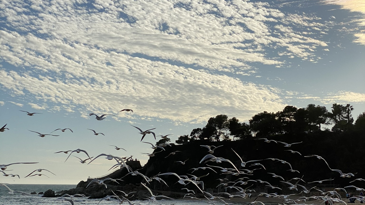 Beach, Water, Fluid, Cloud, Shore. Wallpaper in 1280x720 Resolution