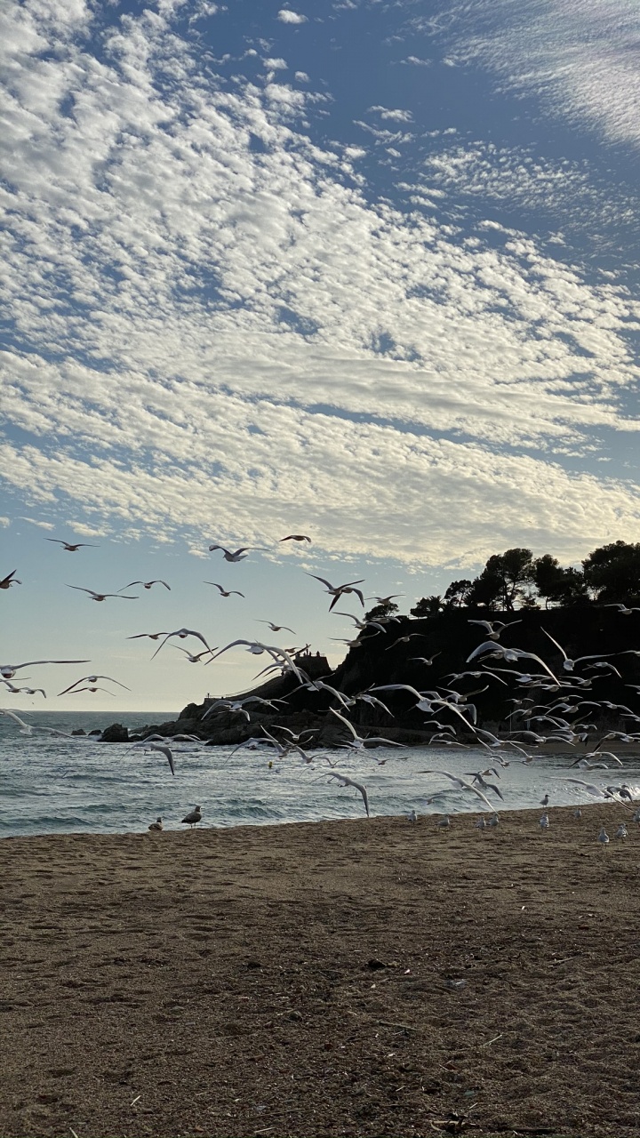 Beach, Water, Fluid, Cloud, Shore. Wallpaper in 720x1280 Resolution