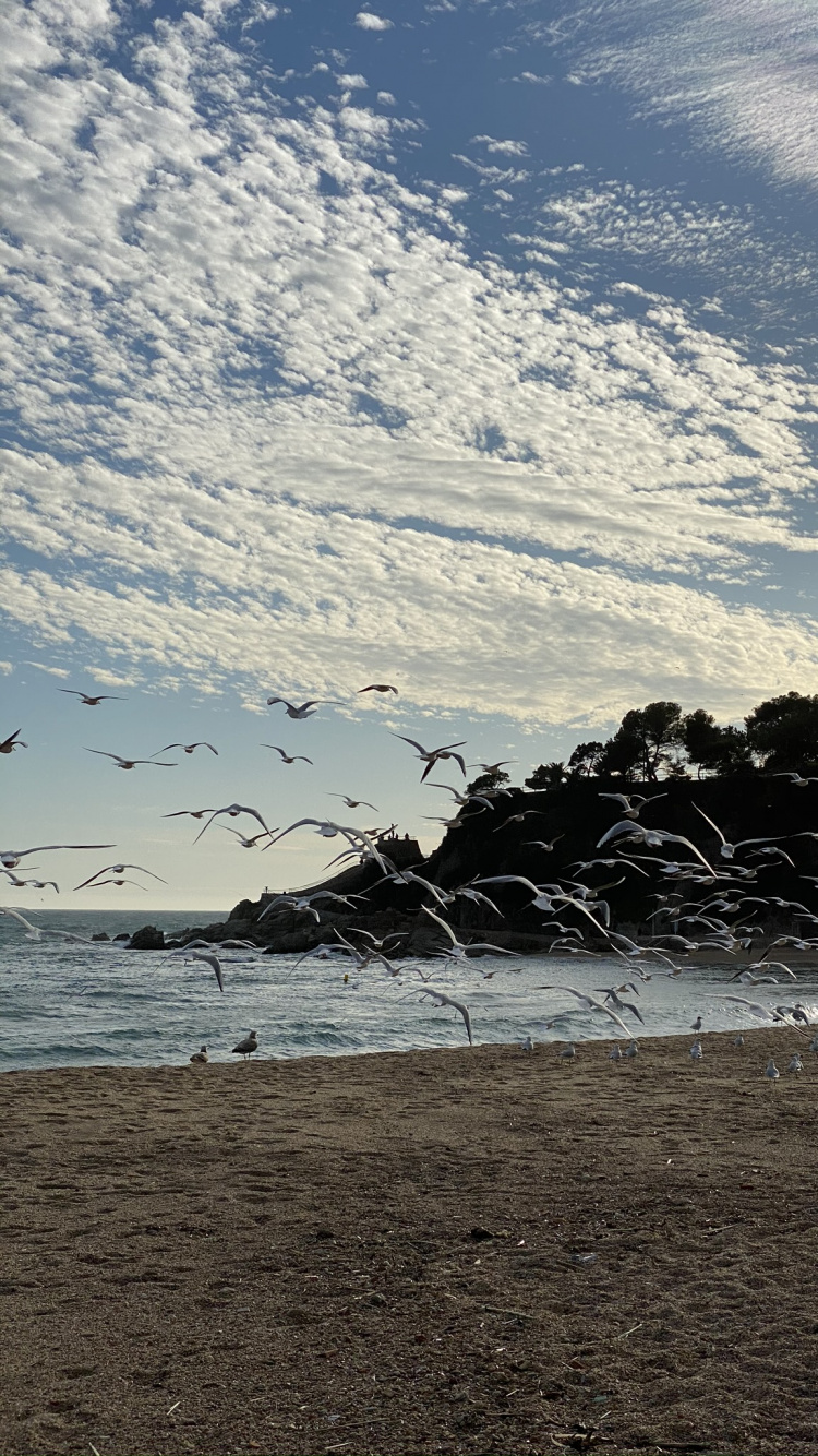 Strand, Wasser, Flüssigkeit, Cloud, Ufer. Wallpaper in 750x1334 Resolution