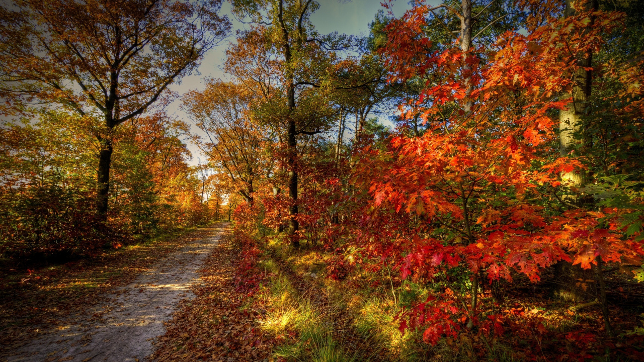 Red and Yellow Leaves on Pathway. Wallpaper in 1280x720 Resolution