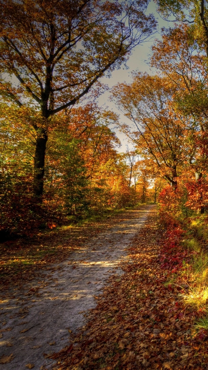 Rote Und Gelbe Blätter Auf Dem Weg. Wallpaper in 720x1280 Resolution