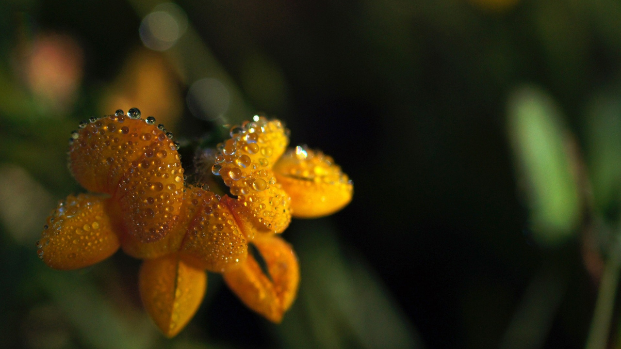 Gelbe Blume in Tilt-Shift-Linse. Wallpaper in 1280x720 Resolution
