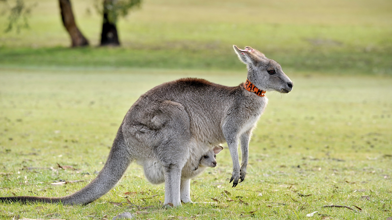 Gray Kangaroo on Green Grass Field During Daytime. Wallpaper in 1366x768 Resolution