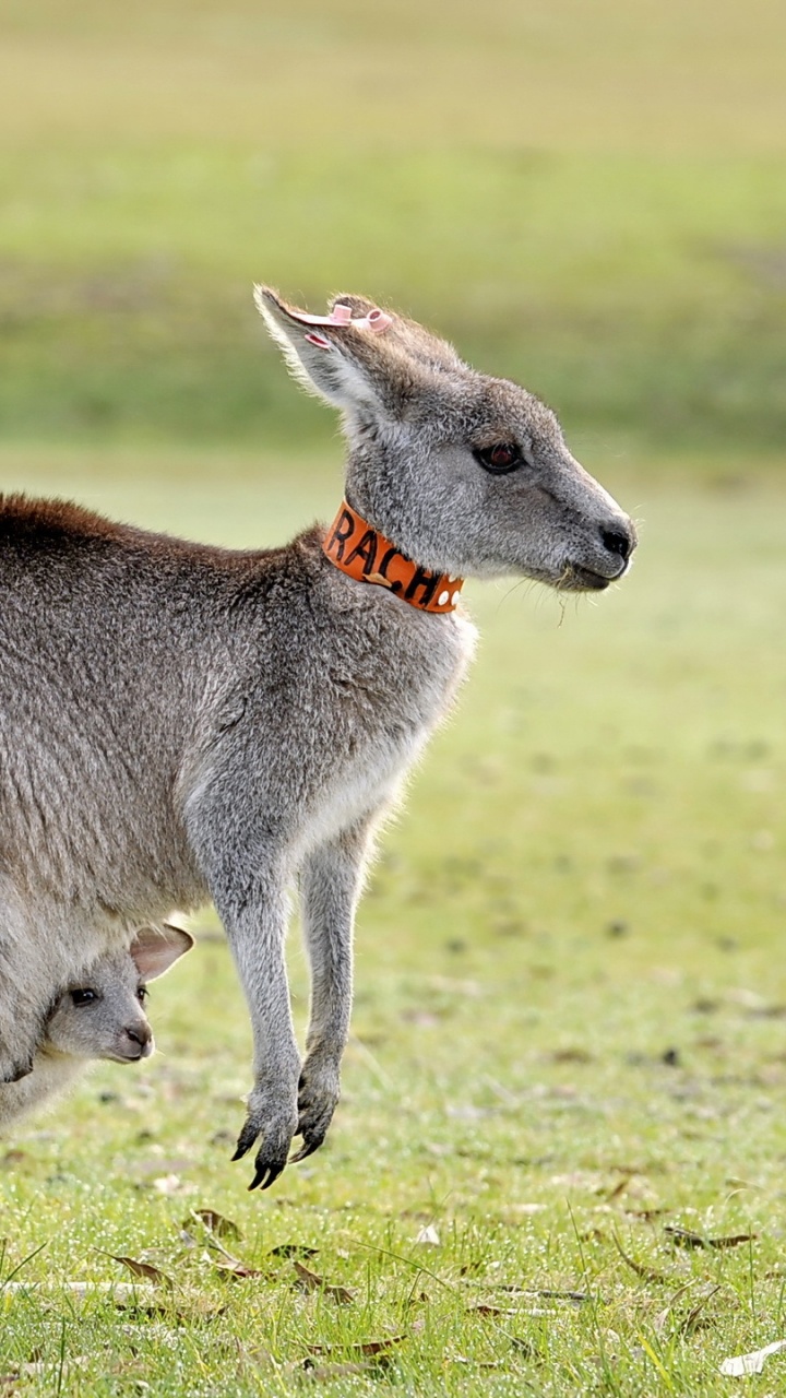 Gray Kangaroo on Green Grass Field During Daytime. Wallpaper in 720x1280 Resolution