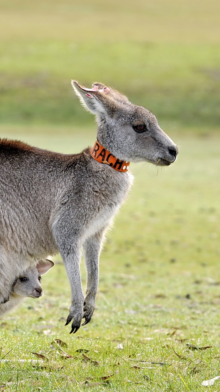 Gray Kangaroo on Green Grass Field During Daytime. Wallpaper in 750x1334 Resolution