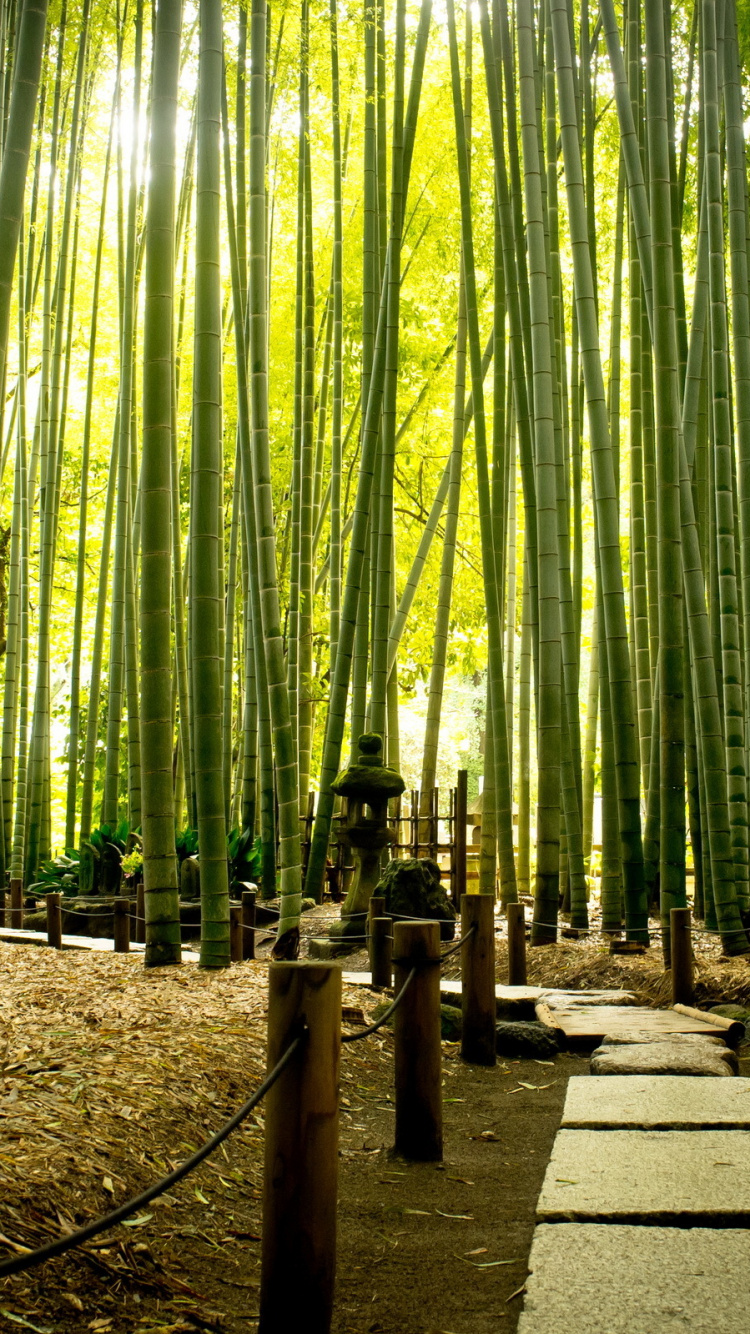 绿色的, 森林, 生物群落, Grove, 阳光 壁纸 750x1334 允许