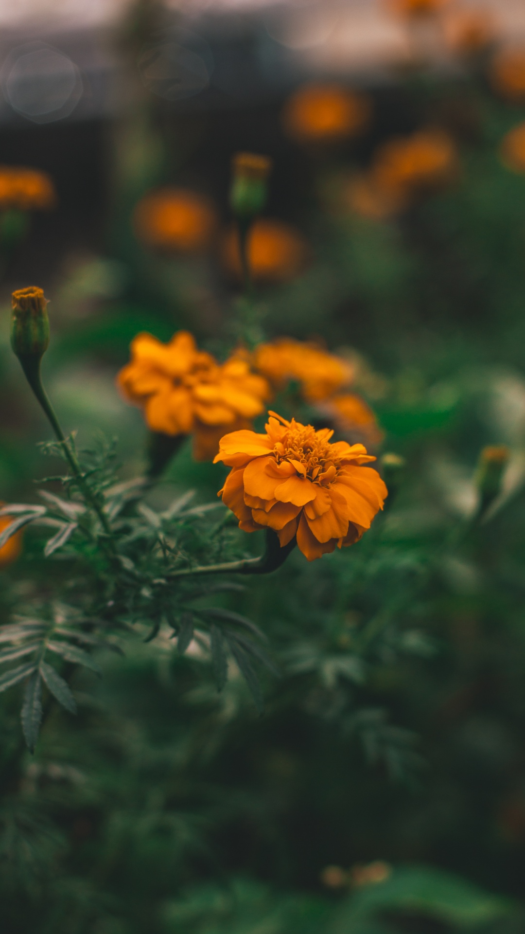 Yellow Flower in Tilt Shift Lens. Wallpaper in 1080x1920 Resolution