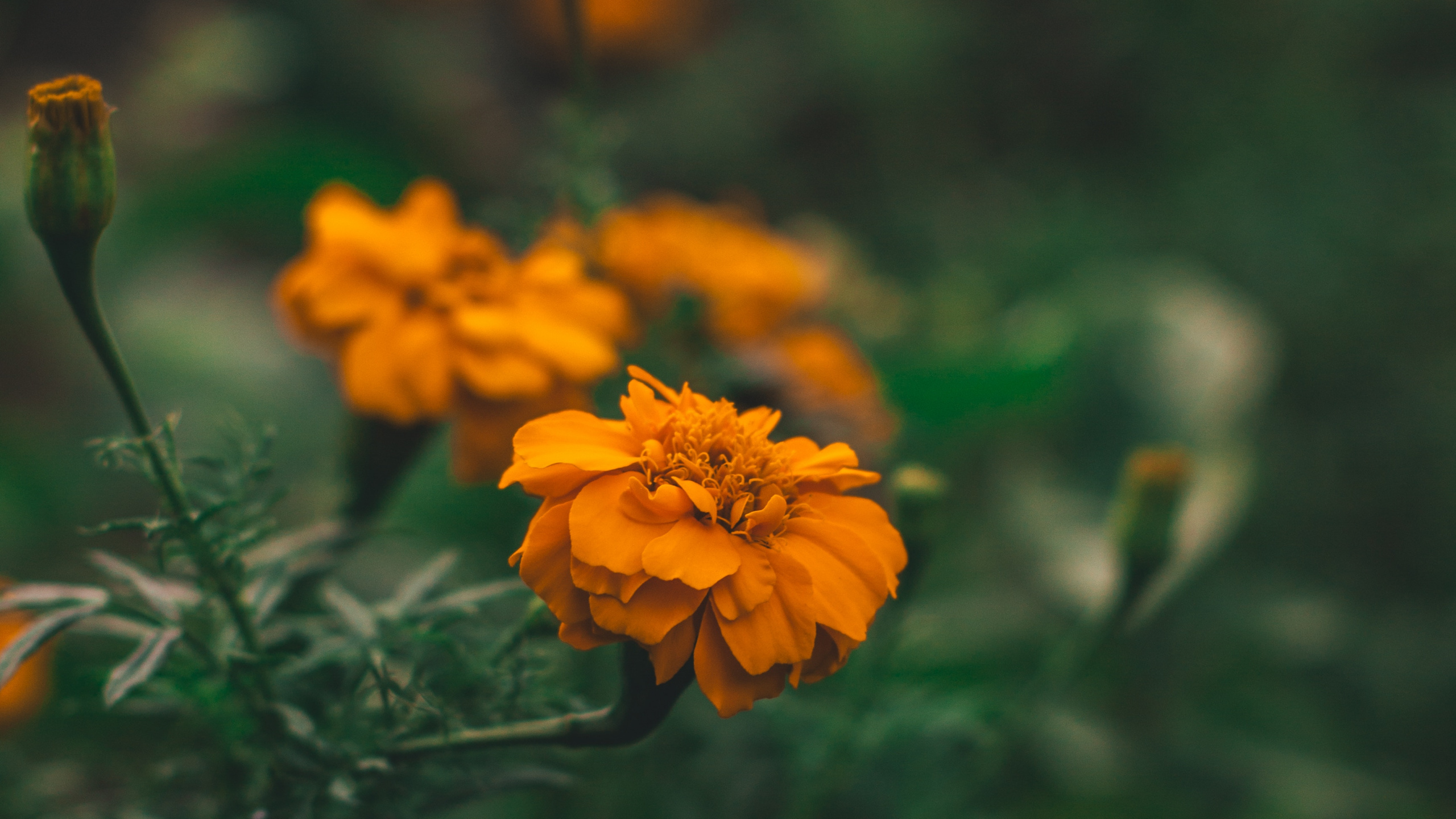 Yellow Flower in Tilt Shift Lens. Wallpaper in 2560x1440 Resolution