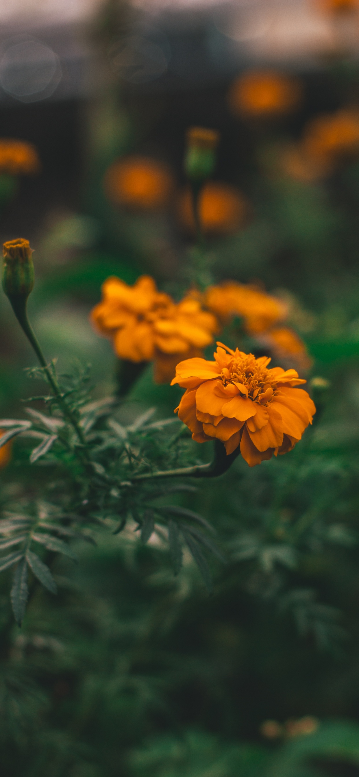 Fleur Jaune Dans L'objectif à Basculement. Wallpaper in 1242x2688 Resolution