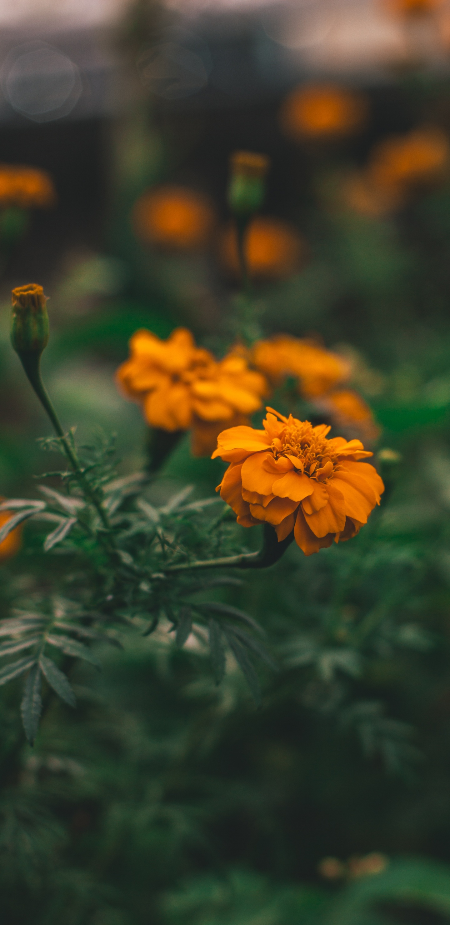 Fleur Jaune Dans L'objectif à Basculement. Wallpaper in 1440x2960 Resolution