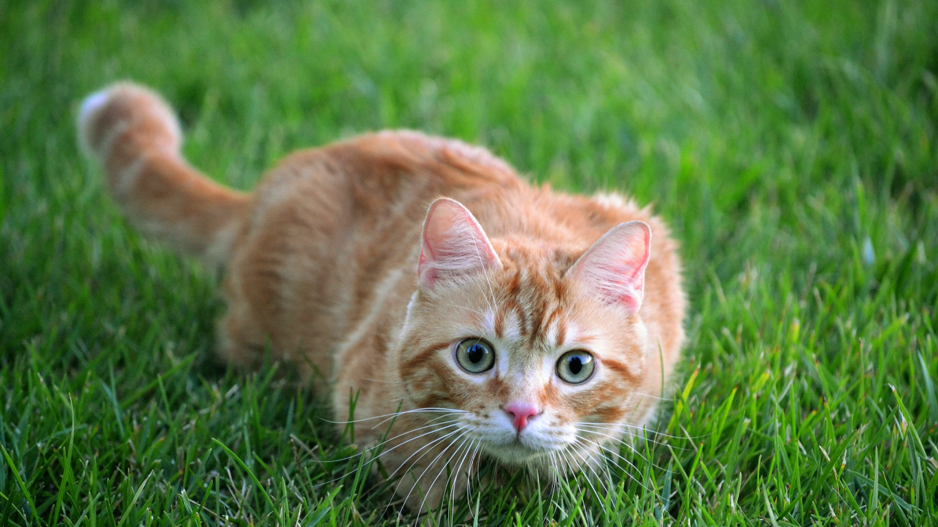 Orange Tabby Cat on Green Grass During Daytime. Wallpaper in 1366x768 Resolution