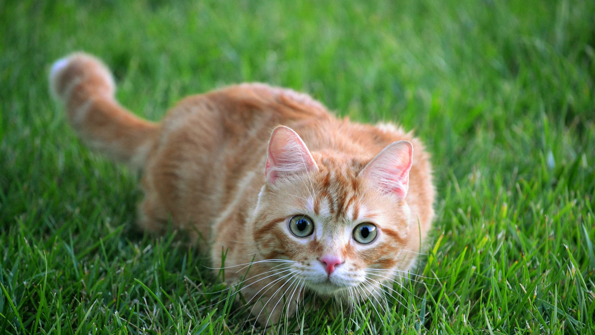Orange Tabby Cat on Green Grass During Daytime. Wallpaper in 1920x1080 Resolution