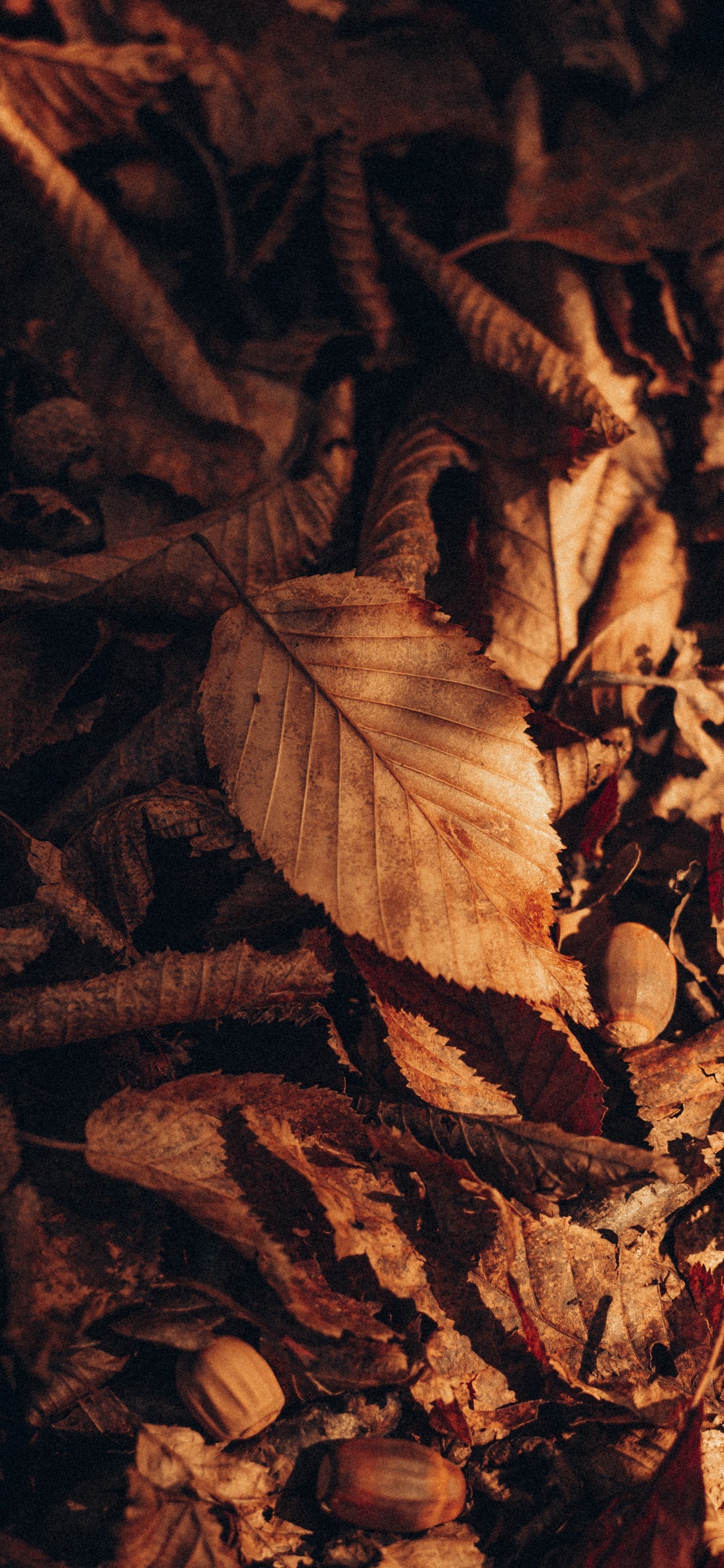 Brown, Holz, Zweig, Farbtöne Und Schattierungen, Laub. Wallpaper in 1125x2436 Resolution