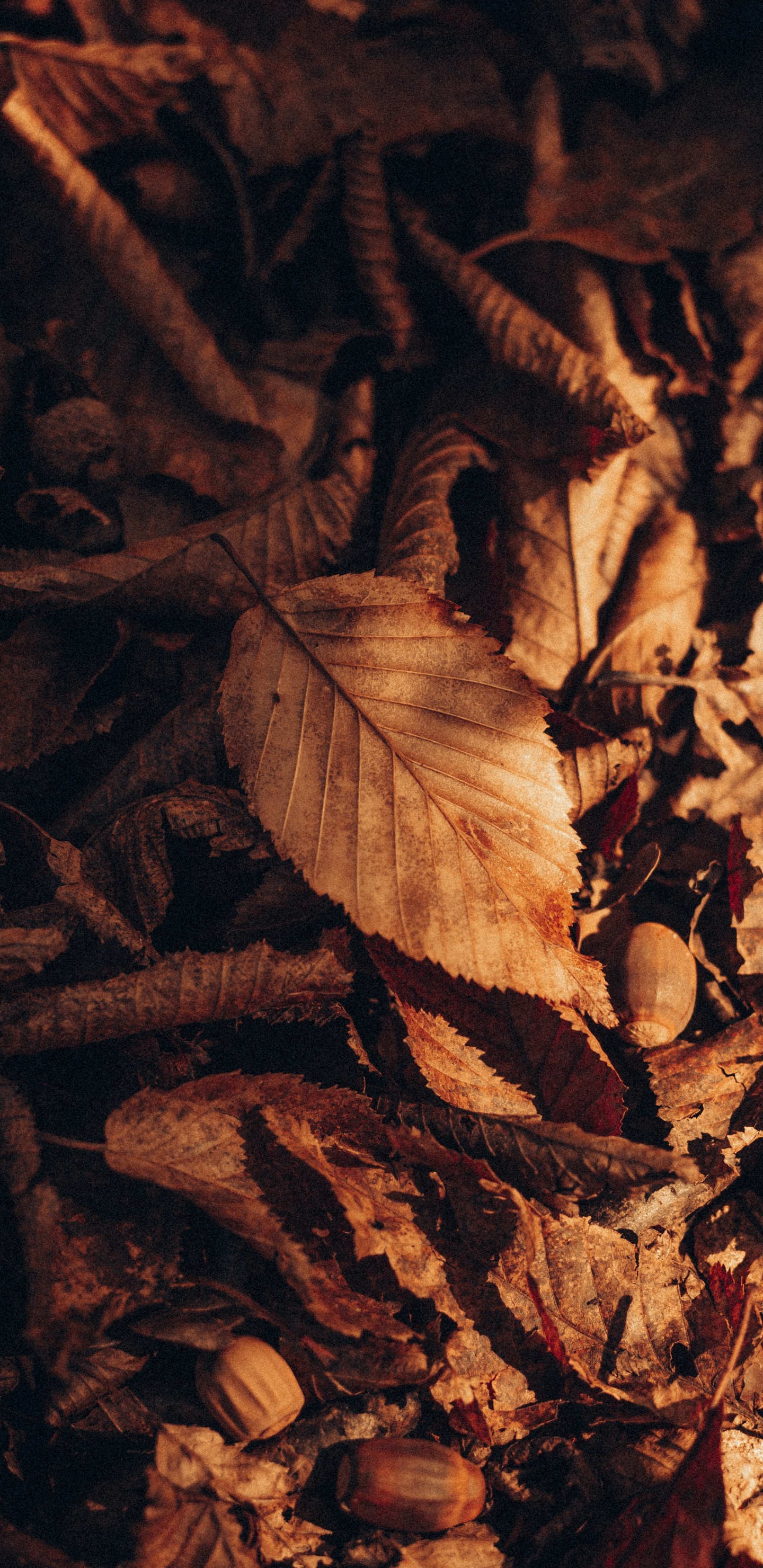 Brown, Holz, Zweig, Farbtöne Und Schattierungen, Laub. Wallpaper in 1440x2960 Resolution