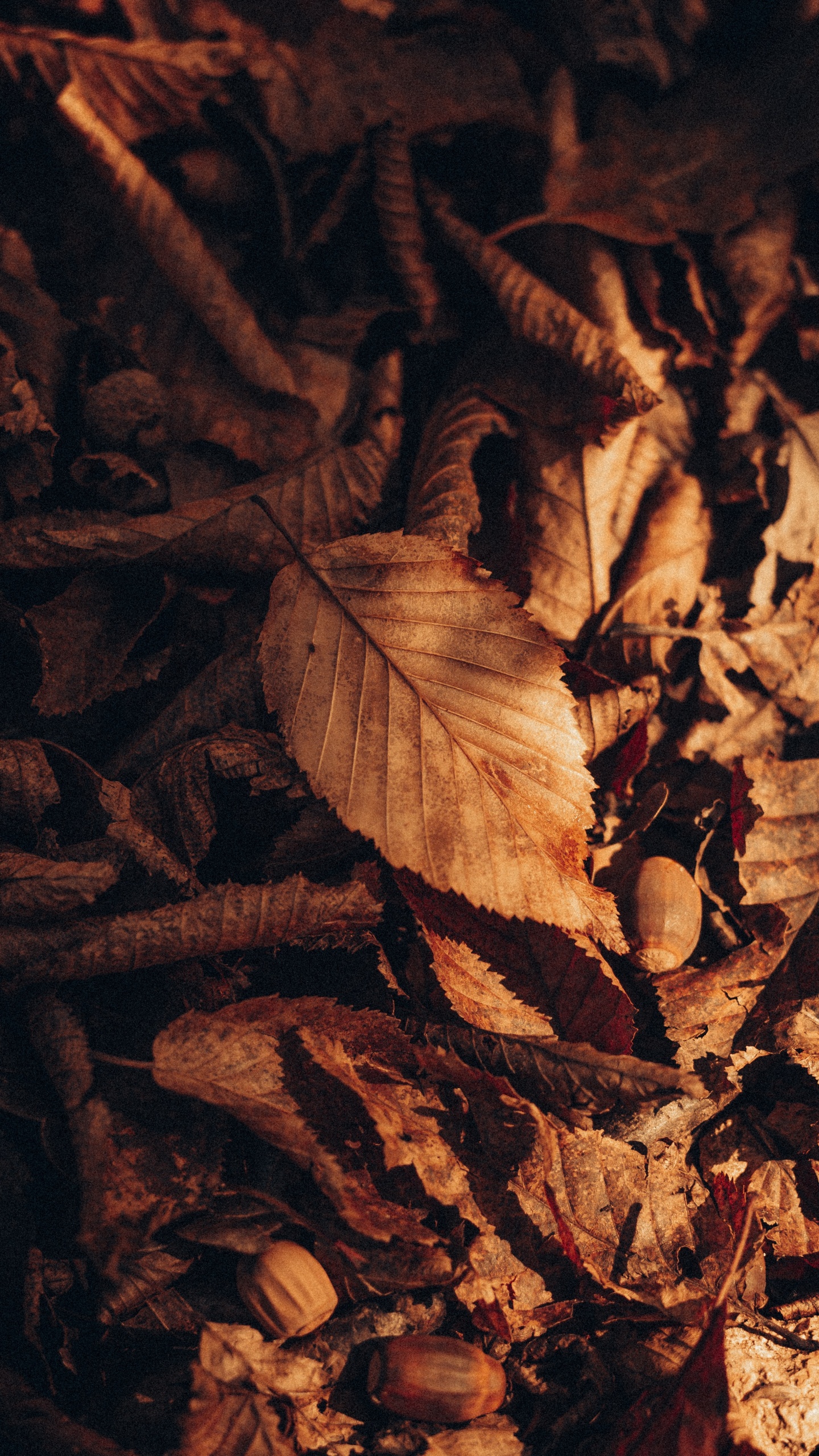 Brown, Rameau, de Teintes et de Nuances, Feuilles Caduques, Sol. Wallpaper in 1440x2560 Resolution