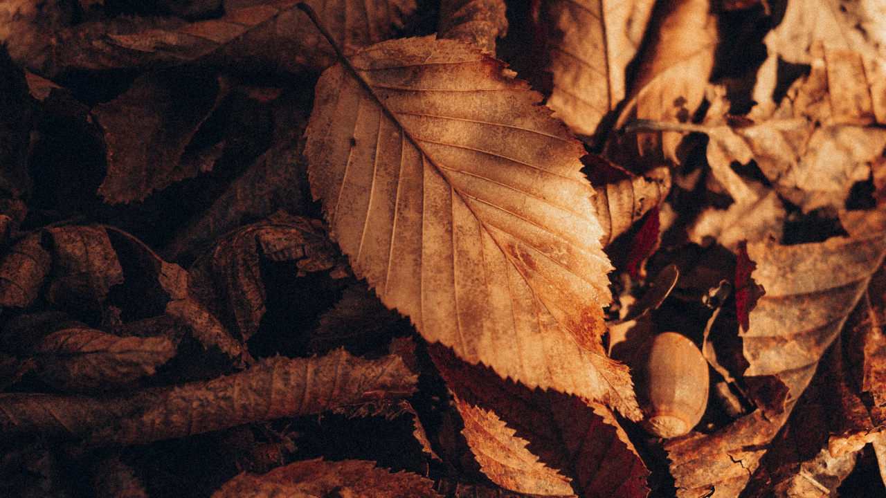 Brown, Wood, Twig, Plant, Tints and Shades. Wallpaper in 1280x720 Resolution
