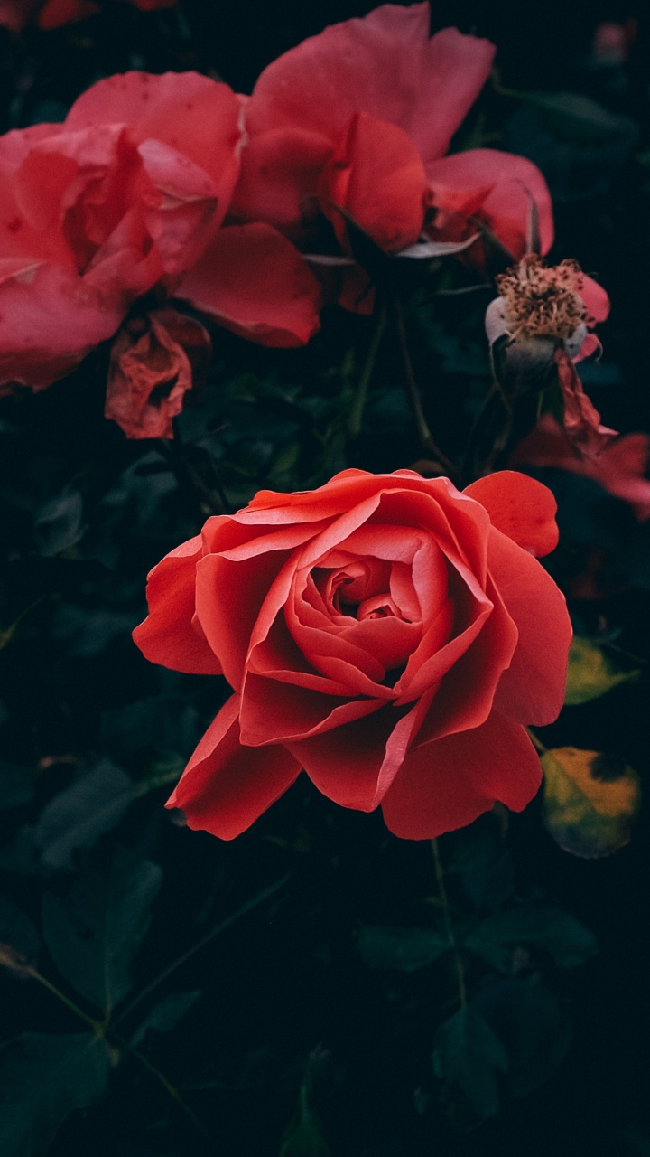 Rote Rosen Blühen Tagsüber. Wallpaper in 720x1280 Resolution