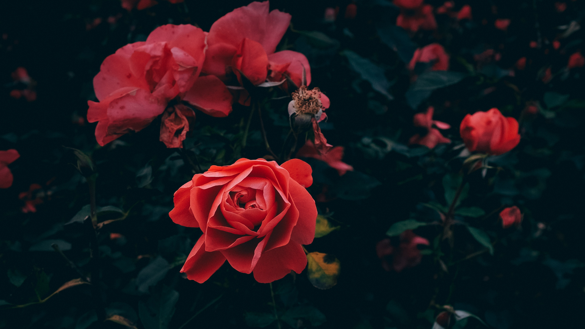 Red Roses in Bloom During Daytime. Wallpaper in 1920x1080 Resolution
