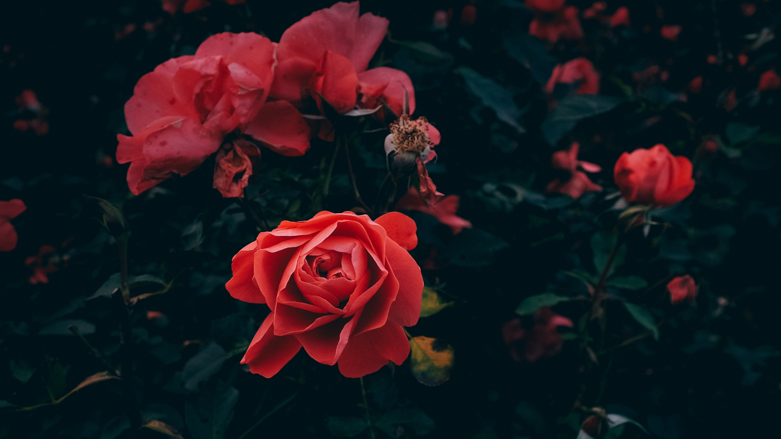 Roses Rouges en Fleurs Pendant la Journée. Wallpaper in 2560x1440 Resolution