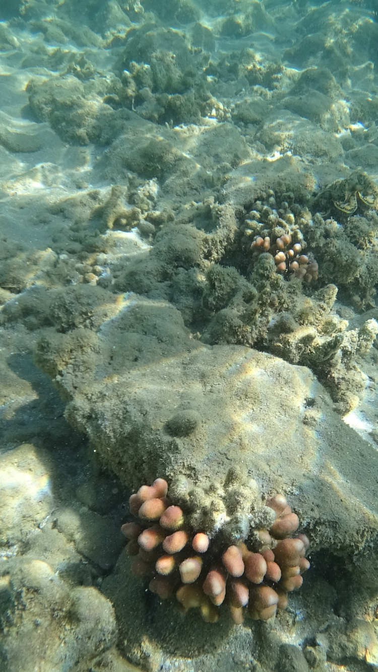 Mar, Arrecife de Coral, Ecosistema, Biología Marina, Invertebrados Marinos. Wallpaper in 750x1334 Resolution